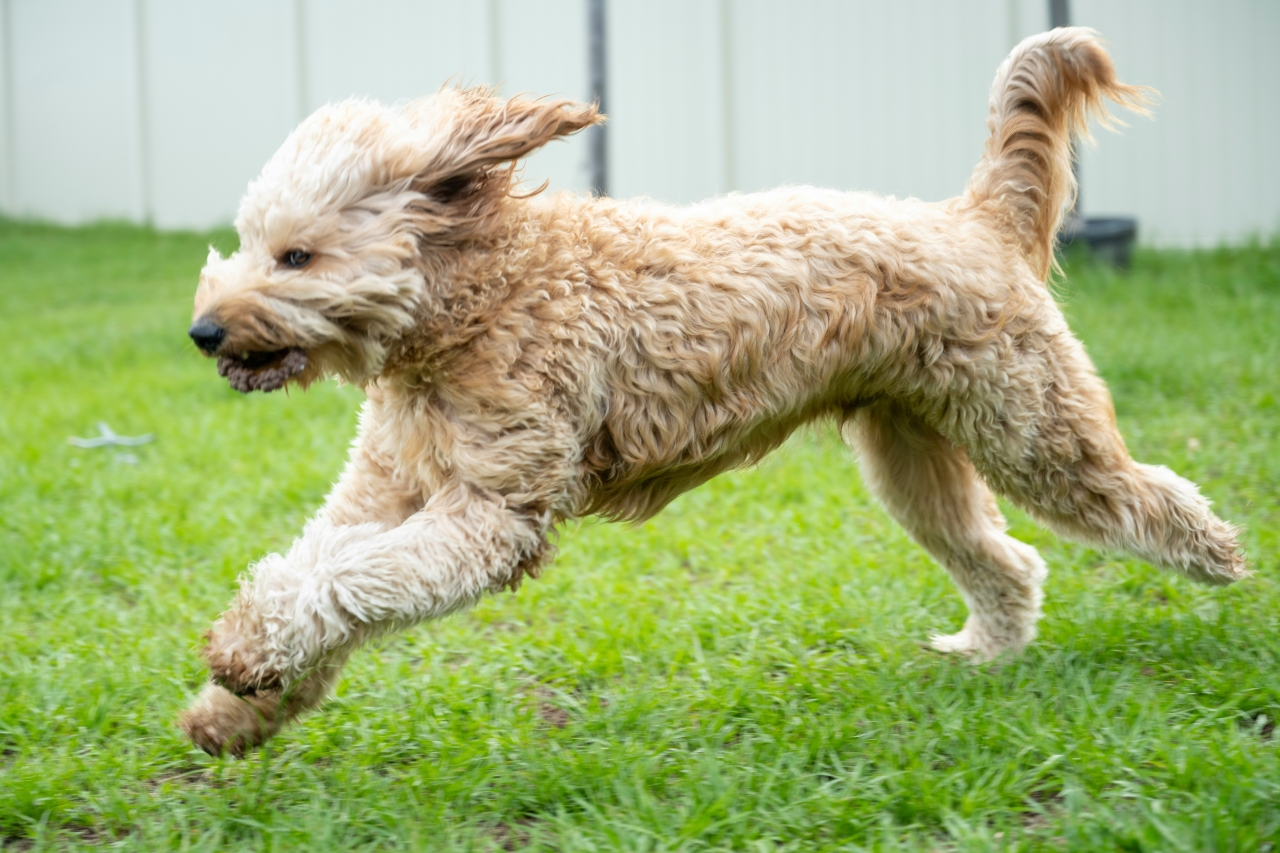 Kríženec pudla a labradorského retrievera Kríženec pudla a labradorského retrievera