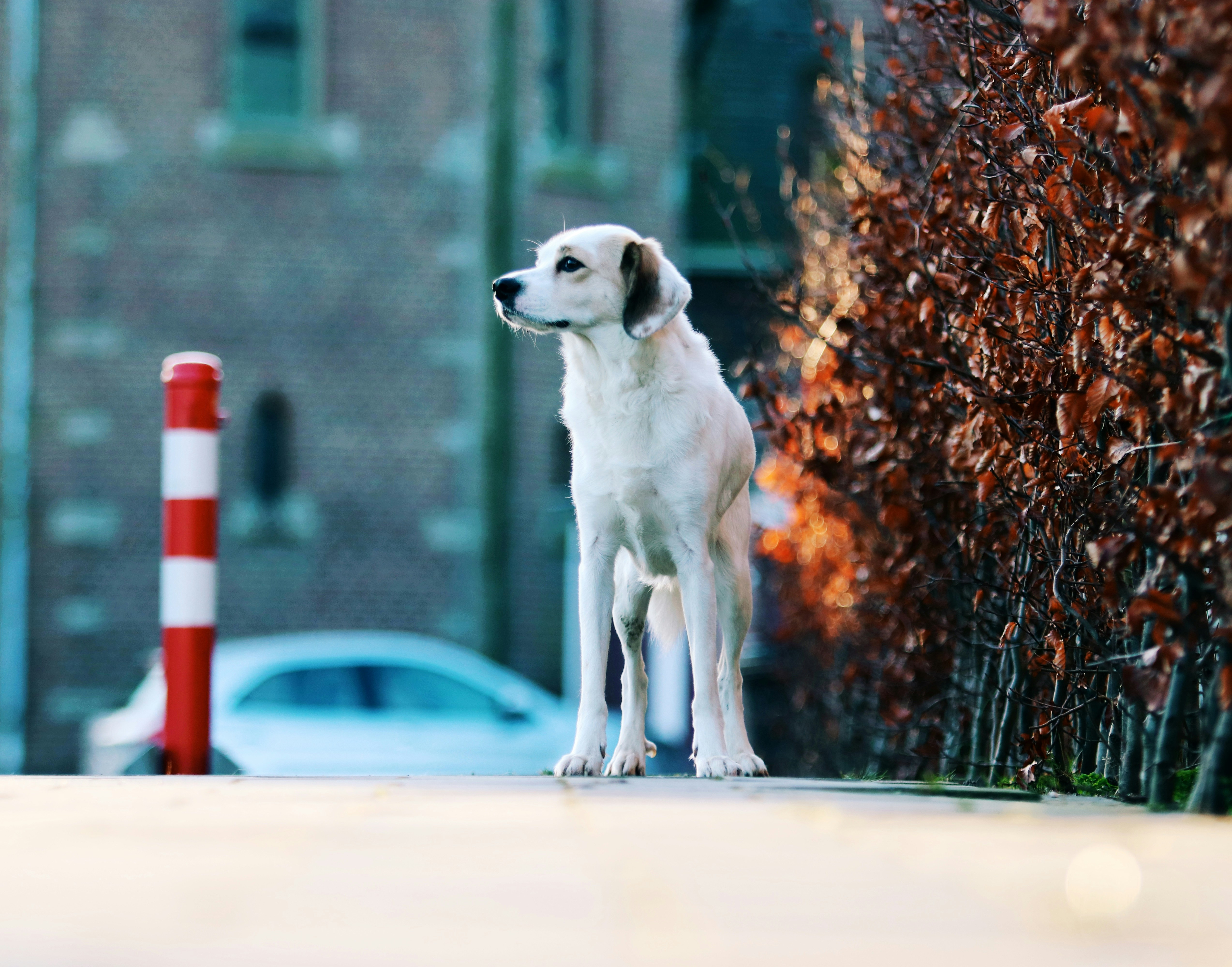 Cukry sú fajn, ale nie pre psov